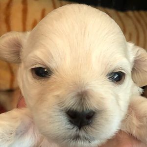 Meet your Posher, Jason